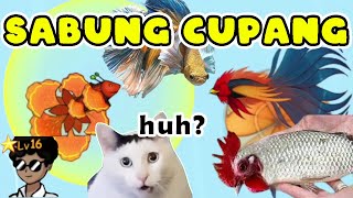 Ikan Cupang Baru dan Skillnya Makin Kocak Seru - Cupangerz Indonesia screenshot 4