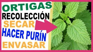 👉COMO HACER PURIN DE ORTIGAS Recolectar Ortiga Secar y Envasar la ORTIGA semillas cultivar