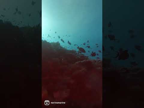尾ビレがユニークなアカモンガラ