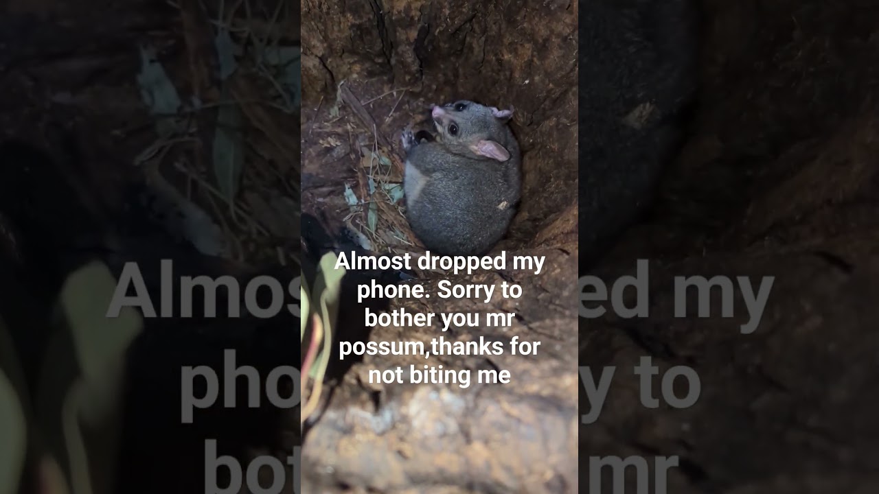 Brush tail possum from last night let me do a quick MTV cribs for you guys. 