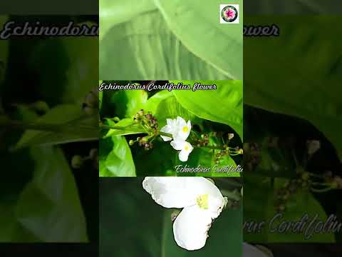 Echinodorus Cordifolius flower,Ý NGHĨA CỦA HOA BÁCH THỦY TIÊN,#Shorts