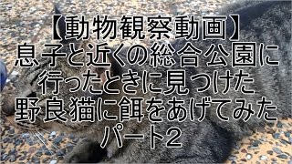 息子と近くの総合公園に行ったときに見つけた野良猫に餌をあげてみたパート２ 【動物観察動画】