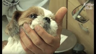 Shih Tzu Dog Gets A Twisted Neck Overnight | Kritter Klub