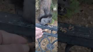 Прибежал маленький Черныш #squirrel #белки #животные #белочка #animals #белочки #бельчонок