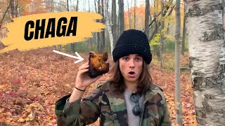 Download Lagu What is Chaga? The Truth About This Superfood \ MP3 Download Lagu What is Chaga? The Truth About This Superfood \ MP3