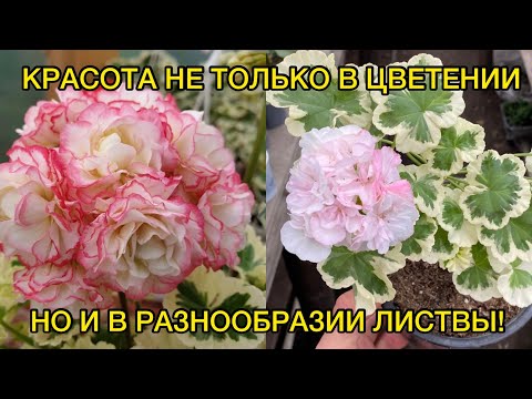 Пестролистные пеларгонии -
