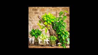 pathos plants care tips #indoorplants #plants #shorts