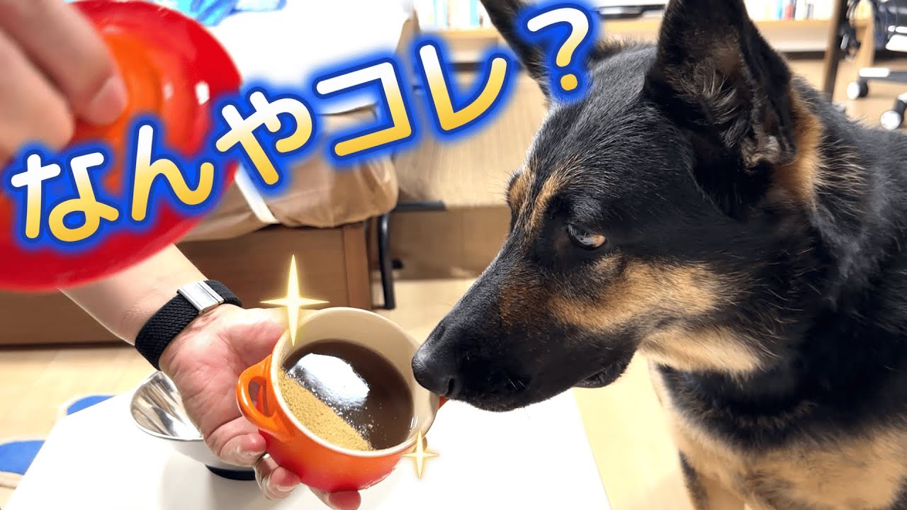 愛犬に水ようかん作ったら、秒で飲まれましたww【ジャーマンシェパード】