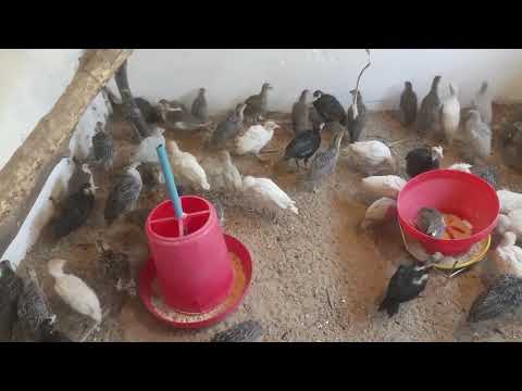 वीडियो: गिनी मुर्गी कहाँ से खरीदें
