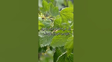 قل من يرزقكم من السماء والأرض أمن يملك السمع والأبصار ومن يخرج الحي من الميت - سورة يونس