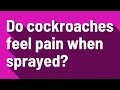Do cockroaches feel pain when sprayed?