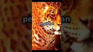 Tajamnya penglihatan jaguar #shorts