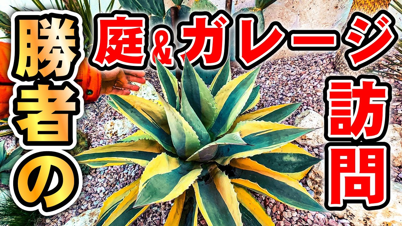 個人宅植レポ】 セルフアガベ庭訪問&勝ち組のドライガーデン