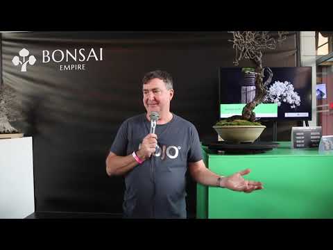 Styling prunus Bonsai by Tony Tickle - YouTube