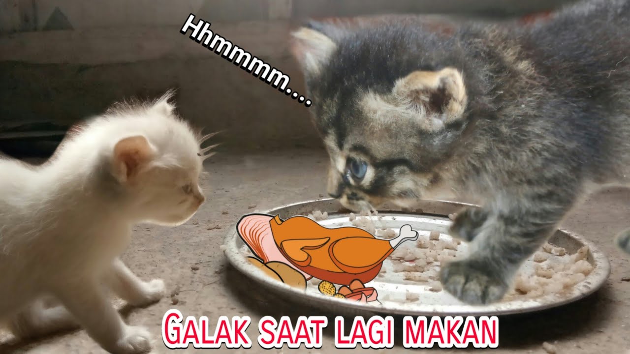ANAK KUCING- GALAK KALAU LAGI MAKAN | ANAK KUCING- LUCU