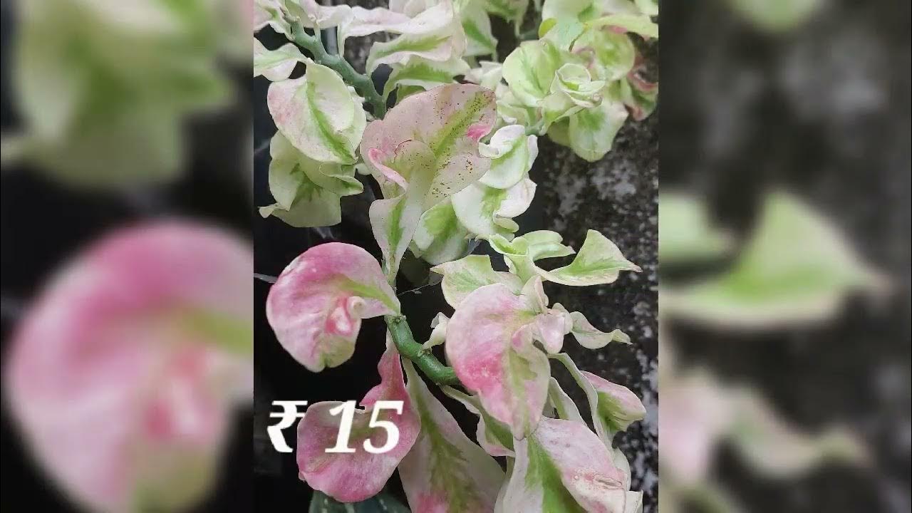 Online plants sale from ₹10 ₹80 YouTube