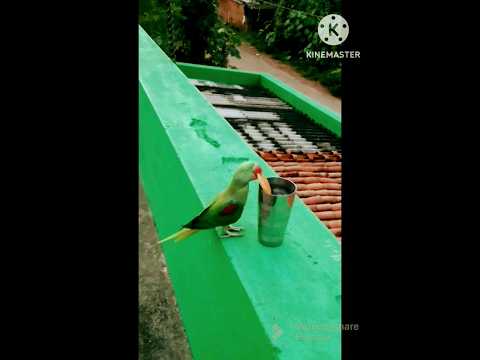 best trained parrot must watch #shorts #viral