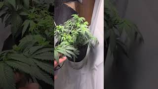 Update on my My grow