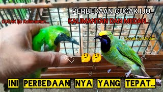 PERBEDAAN CUCAK IJO KALIMANTAN DAN CUCAK IJO MEDAN PALING TEPAT..!!🐦🐦🤔🤔2024