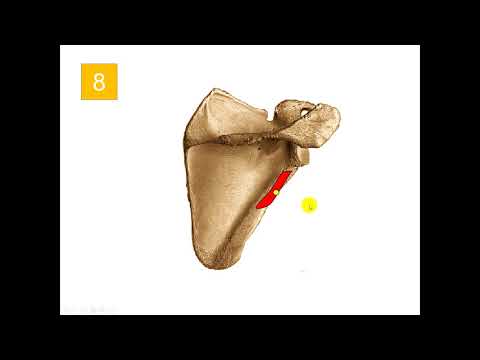 Videó: Superior Cerebelláris Artéria Anatómia, Funkció és Diagram - Test Térképek
