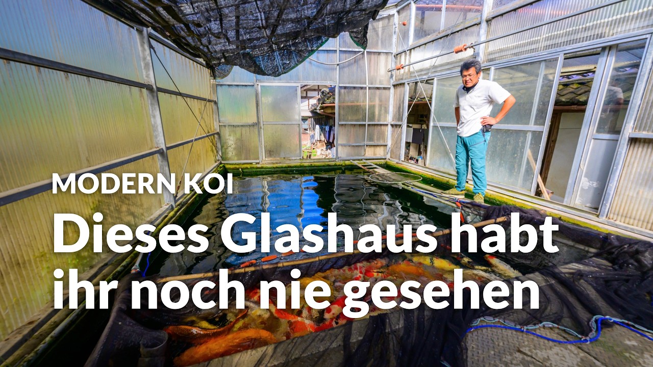 Konishi Live: Ein Teil der männlichen Elterntiere der Konishi Koi Farm | Modern Koi Blog #8407