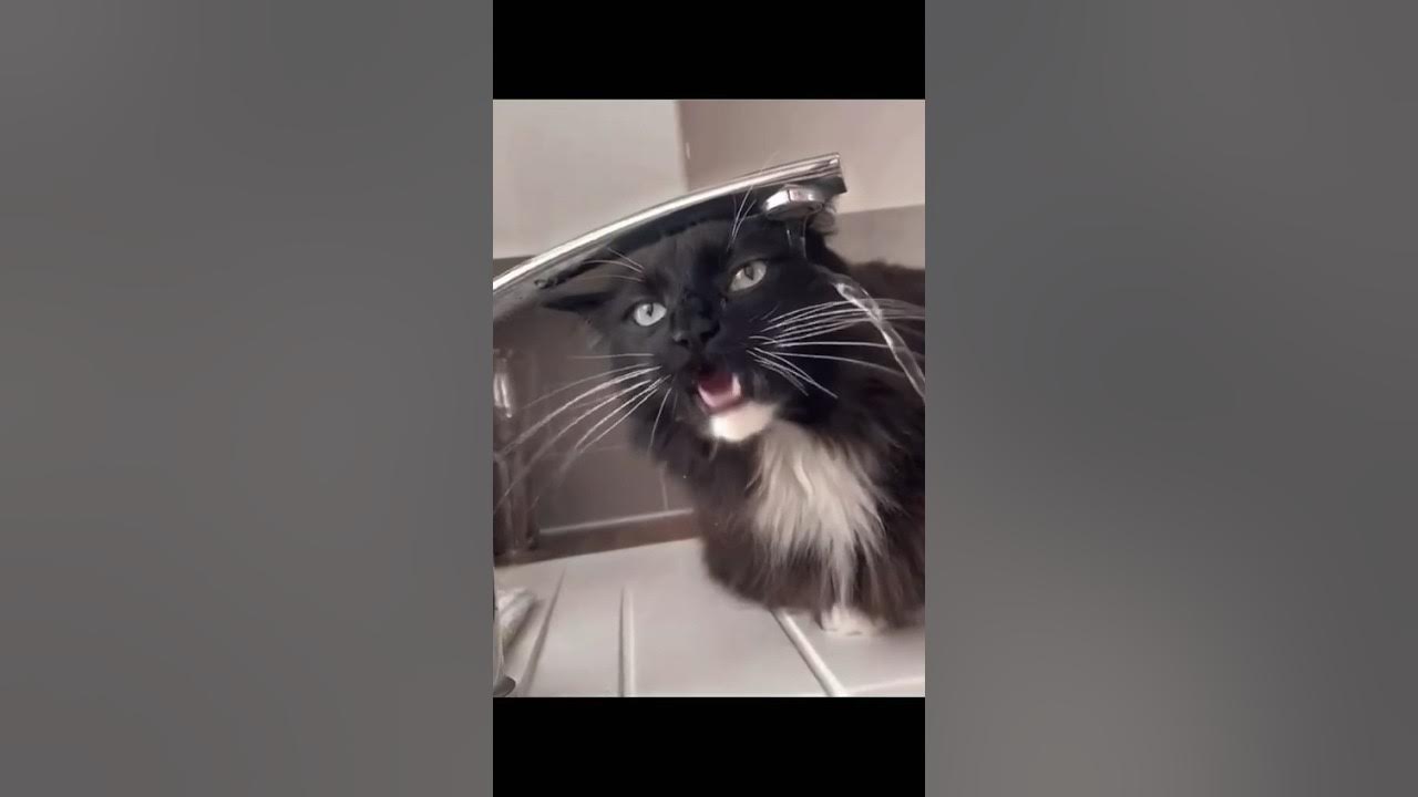 Коты и кошки пьют воду #вода #кот #кошка #котики #кошки - YouTube