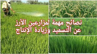 زراعة الأرز وبعض المشاكل والأخطاء التي تواجة المزارعين وأفضل حلول لعلاجها بسهولة لزيادة المحصول