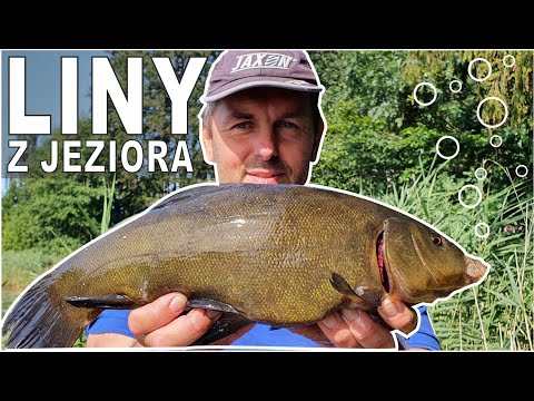 LINY INTRO
