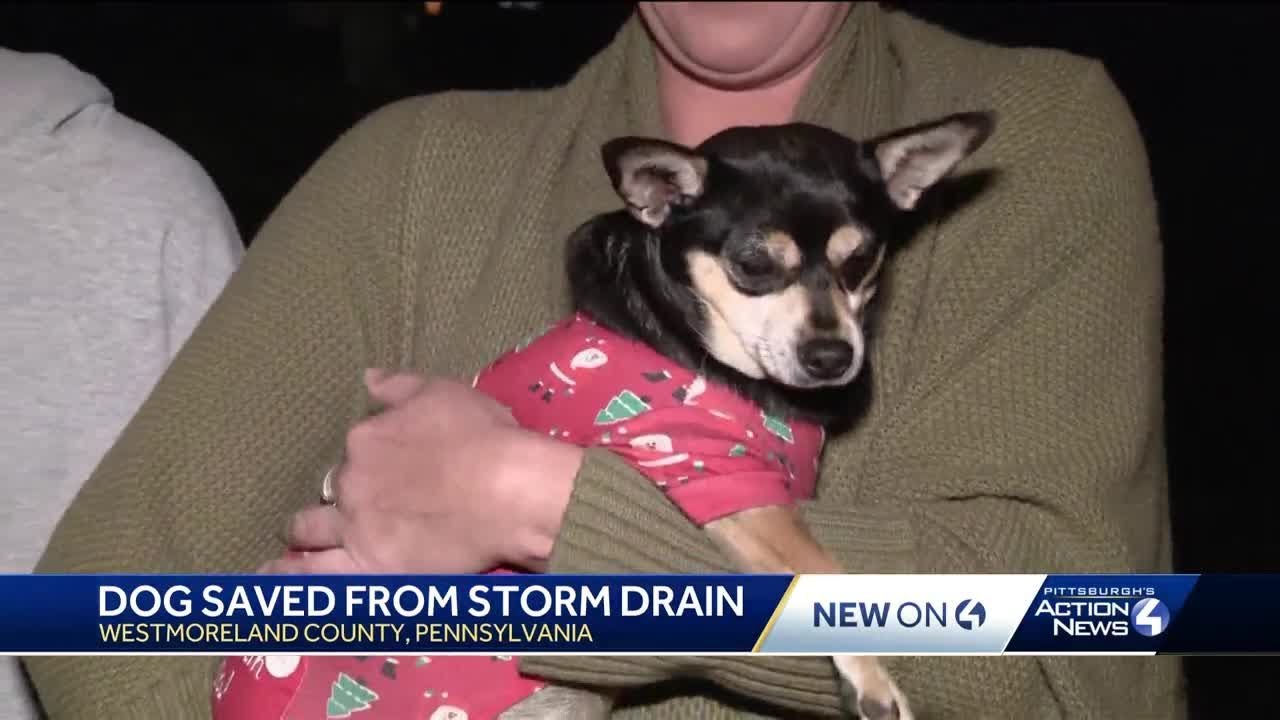 Mt. Pleasant firefighter saves dog stuck in storm drain - YouTube