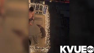 Austin man allegedly hit restrained dog before arrest court documents