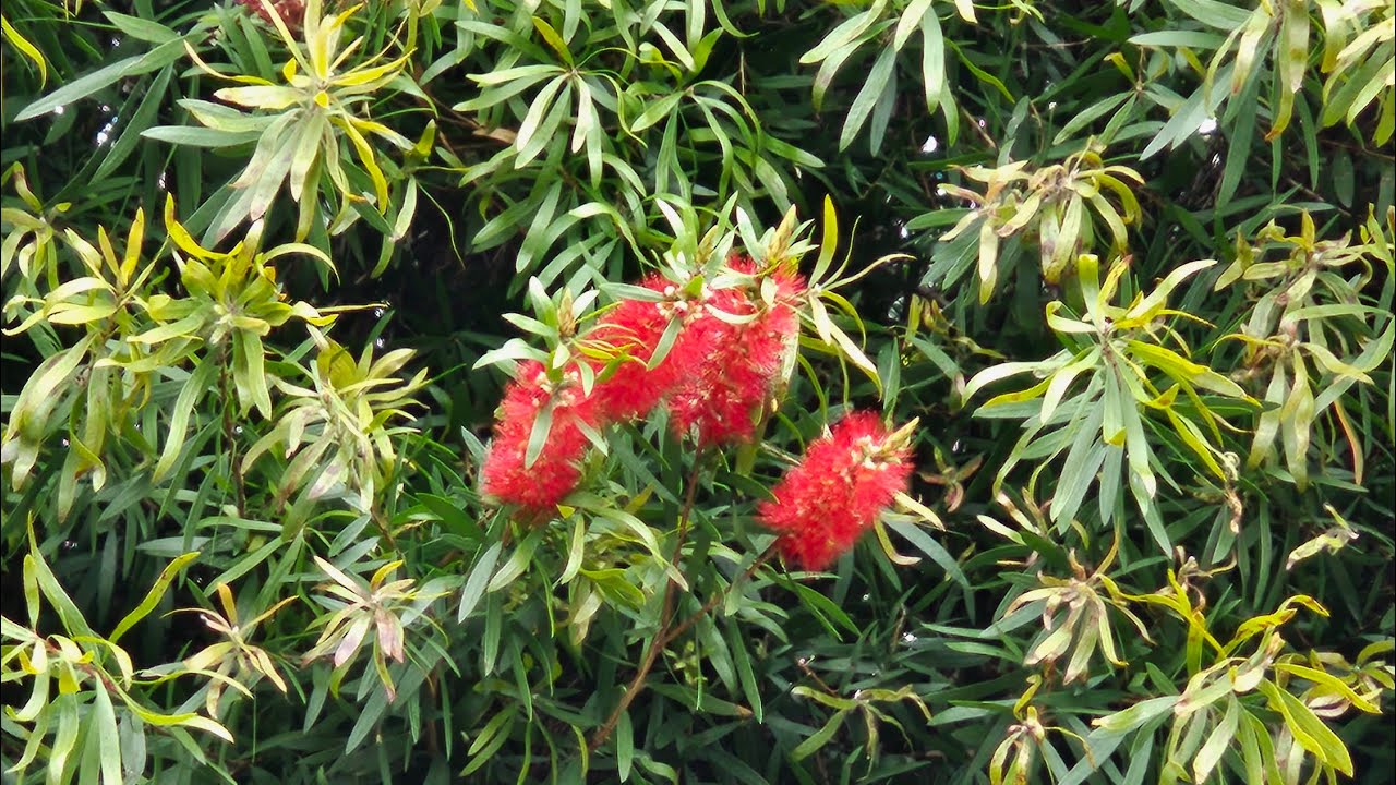 Callistemon Citrinus Bottlebrush Flower