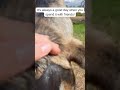 Relaxing with goats