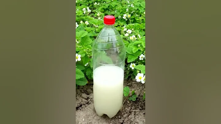 I COLLECT STRAWBERRY IN BUCKETS AFTER THIS FERTILIZER - DayDayNews