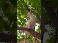 Baby cute 🥰🥰 #cat #shortvideo #cutecat #animallife