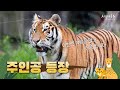 동물농장 슈스 아기호랑이 미호의 폭풍성장! 이제 분유 떼고 생닭 먹는 호린이🐯ㅣ맹수사 사육사 브이로그 Ep.3