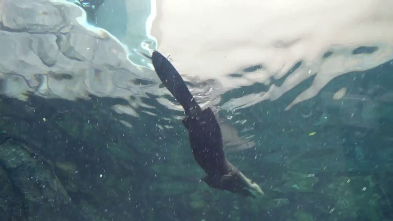 Singapore Aqua Life at River Safari