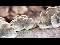 Fungi and the Wood Wide Web