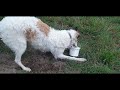 Borzoi dog - 8 months - treasure hunt の動画、YouTube動画。