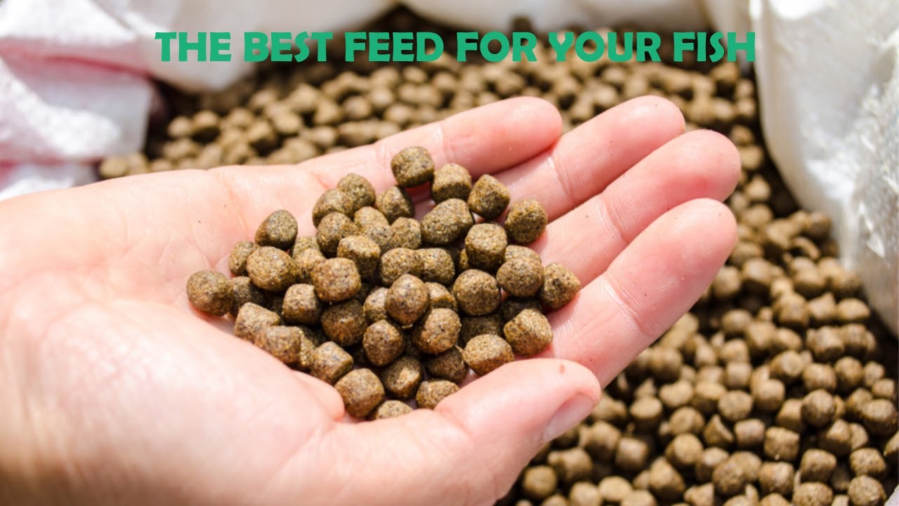 How To Choose The Best Catfish Feed To Make More Money YouTube