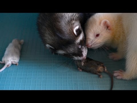 ferret Spike and puppy Yuki eating a mouse