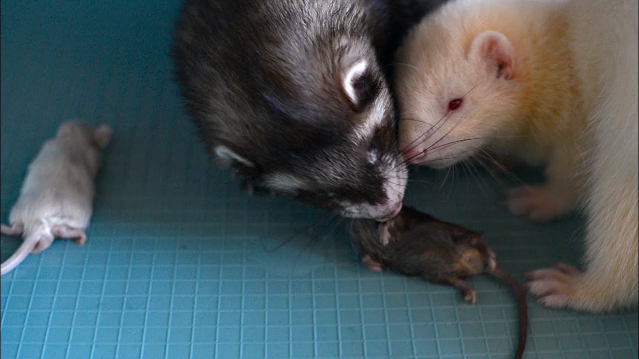 ferret Spike and puppy Yuki eating a 