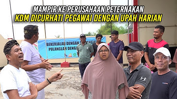 MAMPIR KE PERUSAHAAN PETERNAKAN | KDM DICURHATI PEGAWAI DENGAN UPAH HARIAN