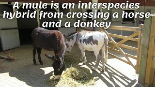 A mule is an interspecies hybrid from crossing a horse and a donkey