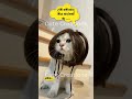 විනාසයක්නේ උනේ ඉතිං🤣🤣#cat#funnyanimals#funny#cute#srilanka#shorts#short#trendingshorts#lankan#cats