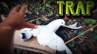 Teaching how to make traps for birds,    easy trap,trap pegion animals