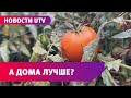 Как правильно выбрать сезонные овощи?