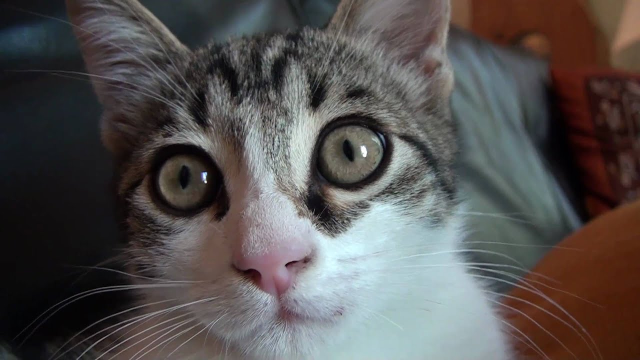 SONY HDR-CX305 Test macro intérieur