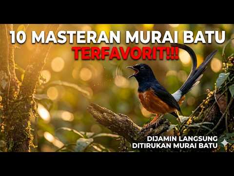 FULL!!! 10 Suara Masteran Burung Murai Batu Terfavorit