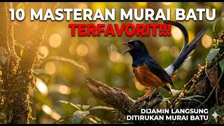 FULL!!! 10 Suara Masteran Burung Murai Batu Terfavorit