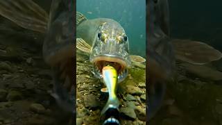 Underwater view! Pike strikes #ai #fishing #pike